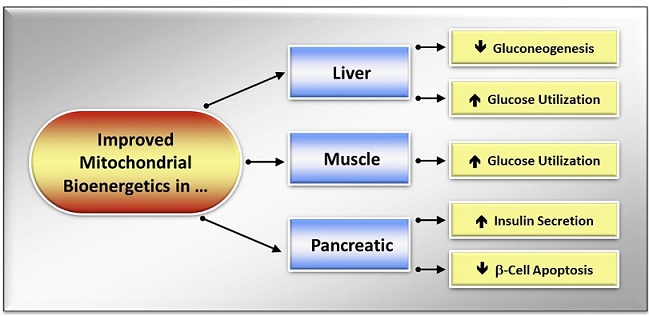Imeglimin : The New Anti-diabetic Kid On The Sweet-block